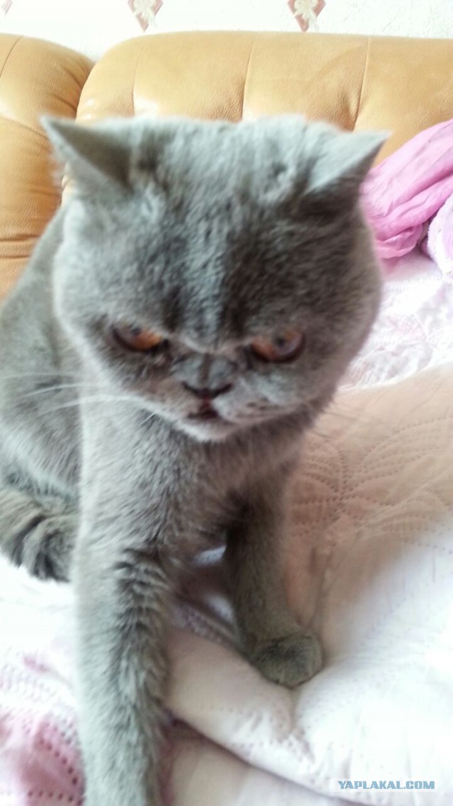 Котовторник