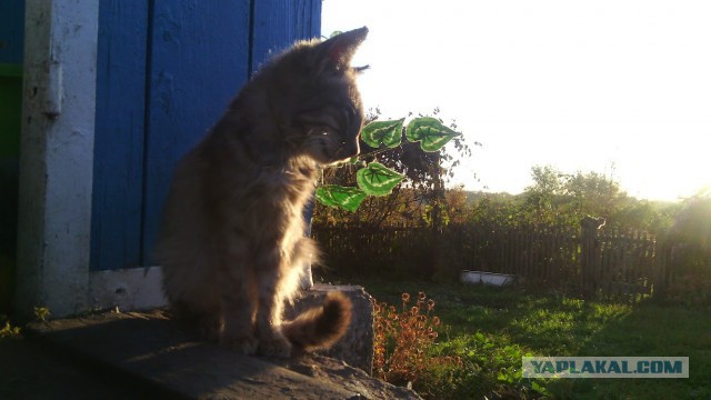 Прикольные коты