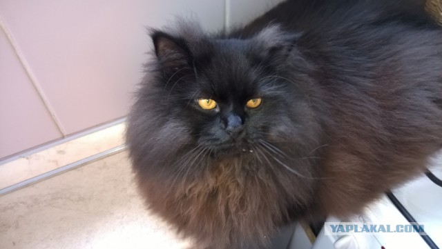 Котовторник 06.10.2015