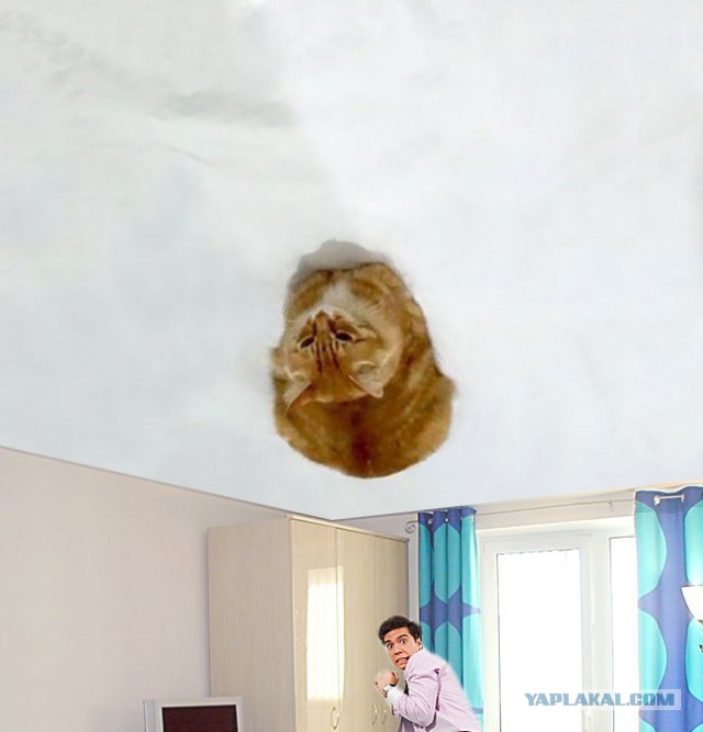 Рождение нового кото-мема