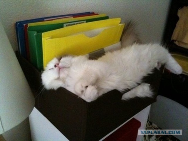 Котовторник