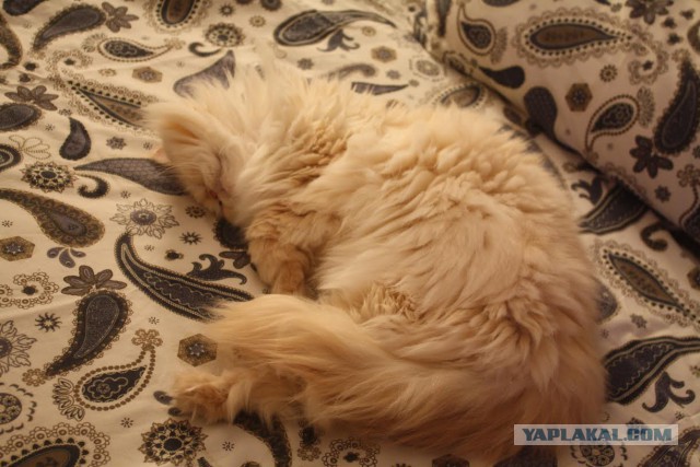 Котооо-о-о-вторник
