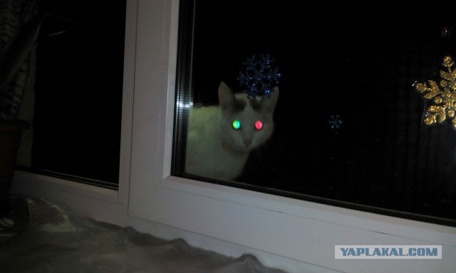 У меня кот дебил
