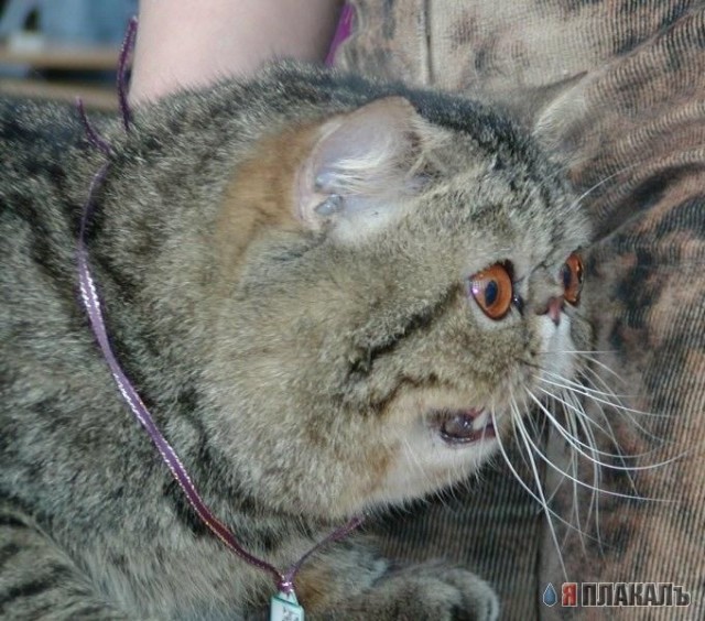 Коты, кошки, котята