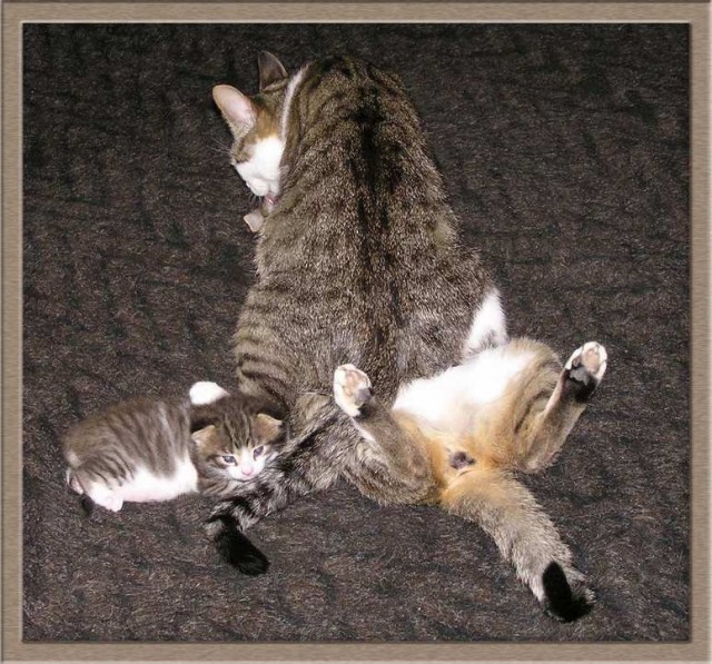 Коты, кошки, котята