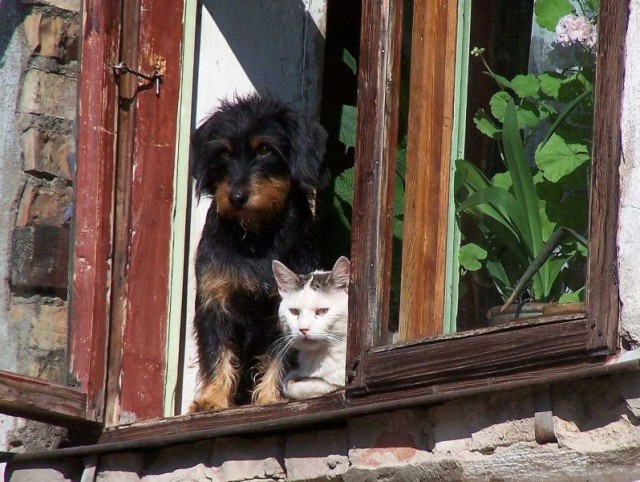 Коты, кошки, котята