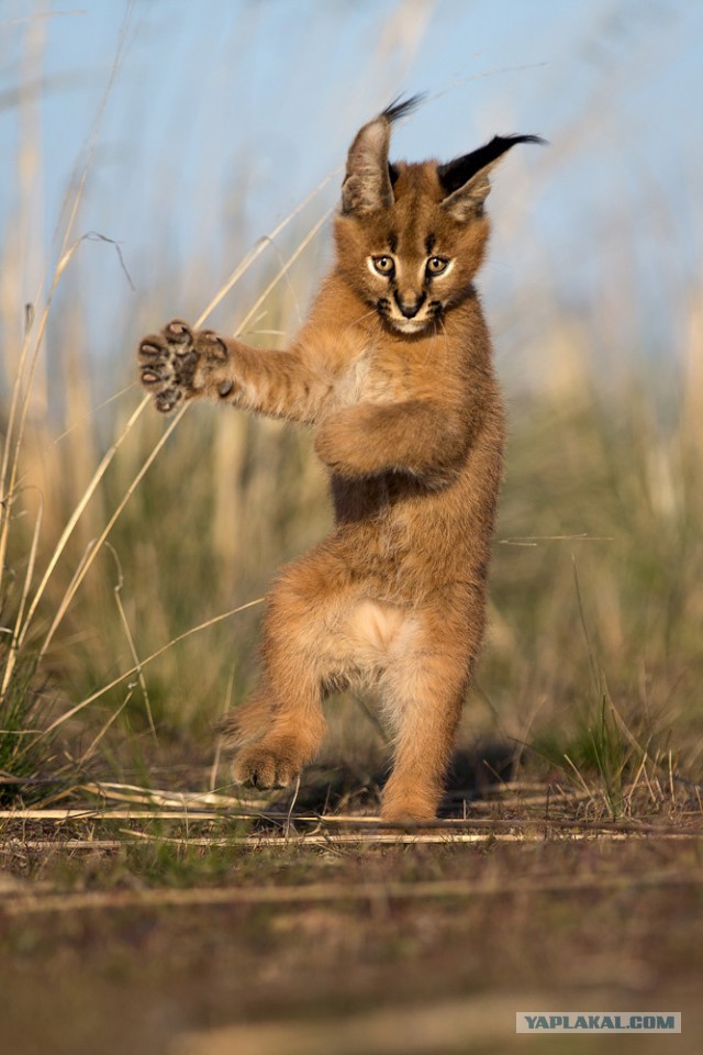 Подборка картинок 29.03.16
