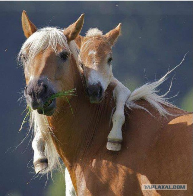 Трогательнейшие семейные сцены из мира животных