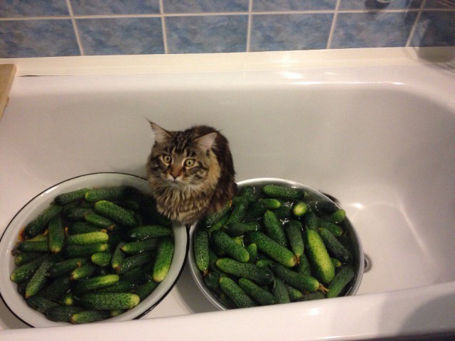 Коты из сети