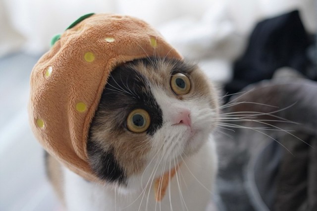 Коты из сети