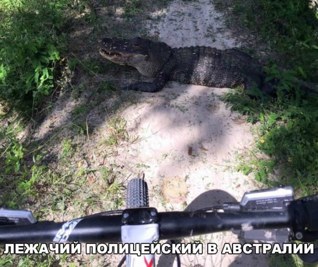 Самые смешные животные