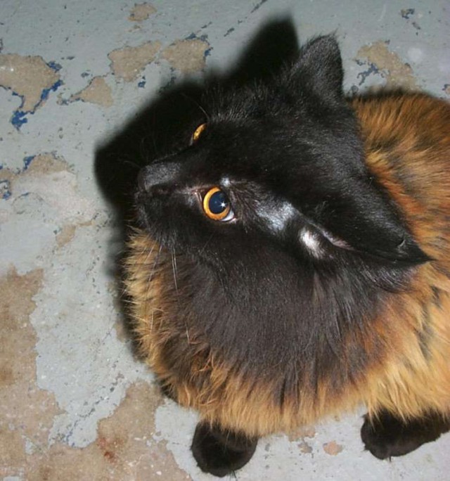 Коты из сети