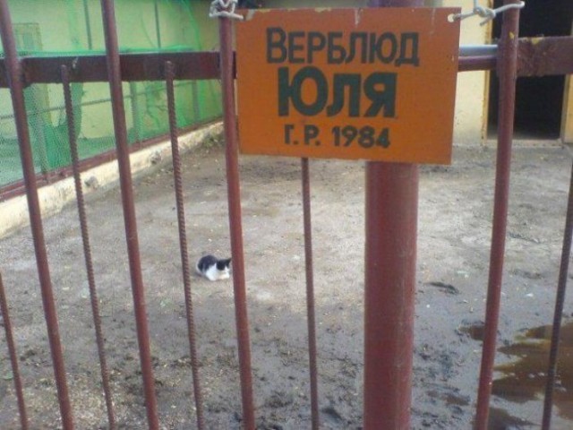 Приколы в стиле деградация