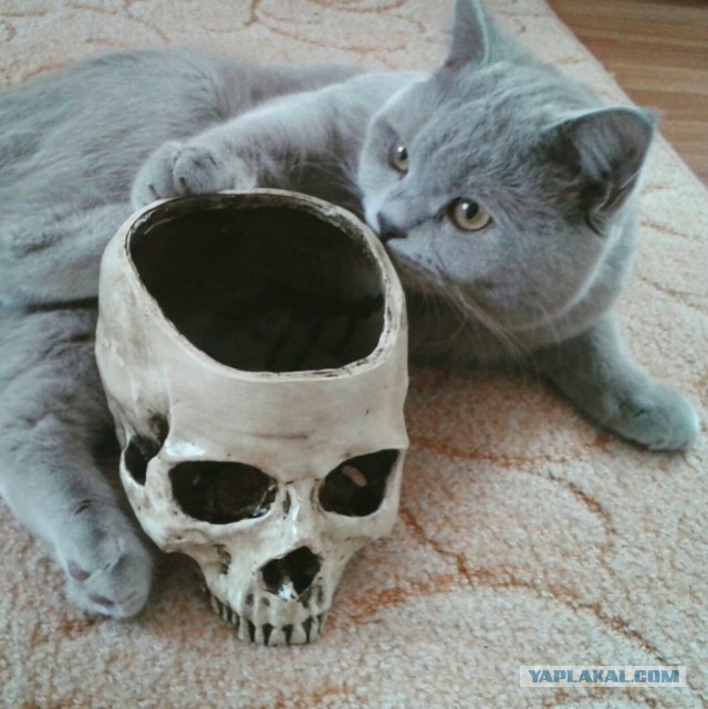 Покажи свою киску?
