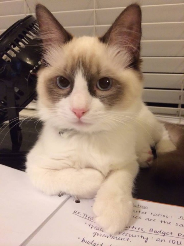 Коты и Кошки