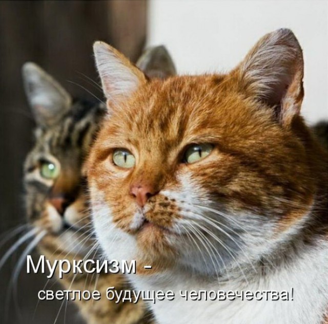 Коты и Кошки