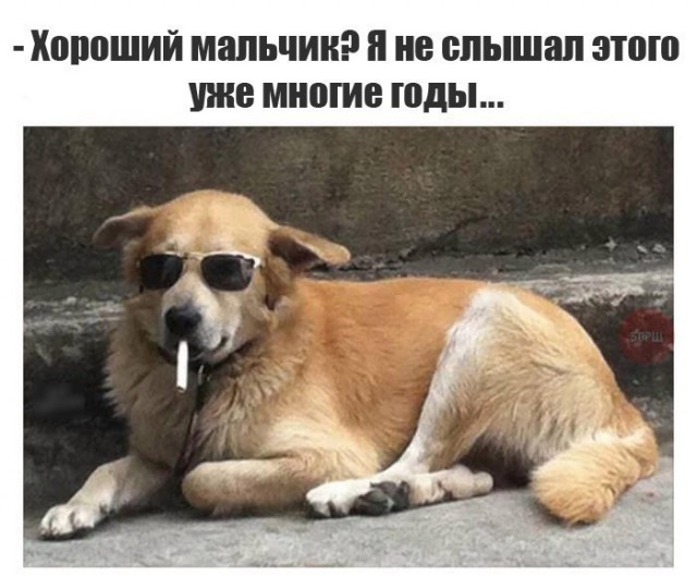 Подборка забавных животных