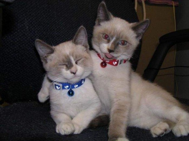 Коты и Кошки