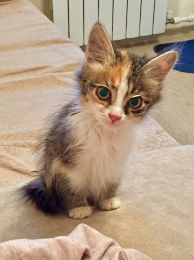 Коты и Кошки
