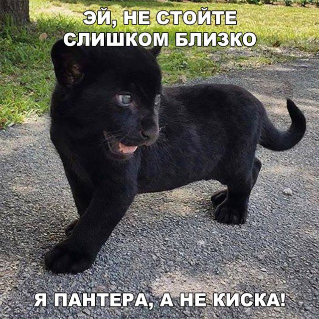 Подборка забавных животных