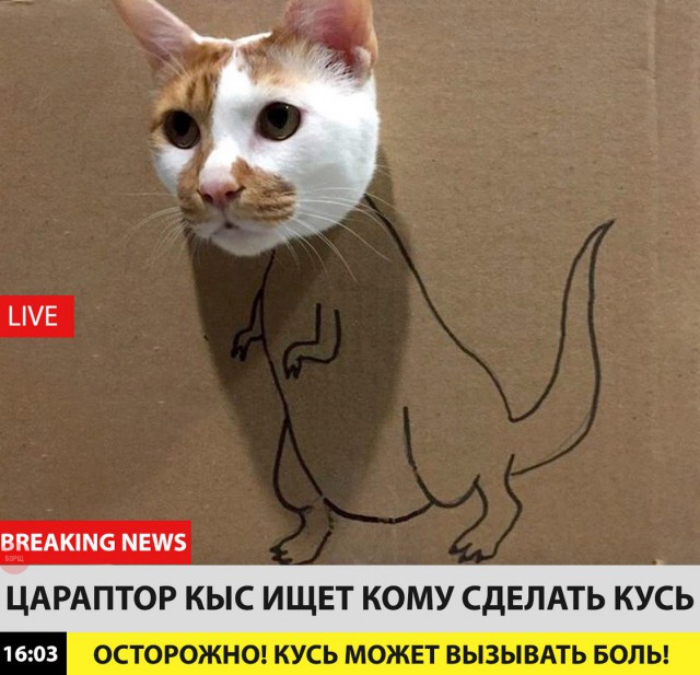 Коты и Кошки