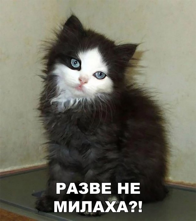Коты и Кошки