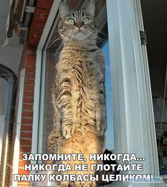 Юмор для многоклеточных. Дурацкие картинки (но это не точно).