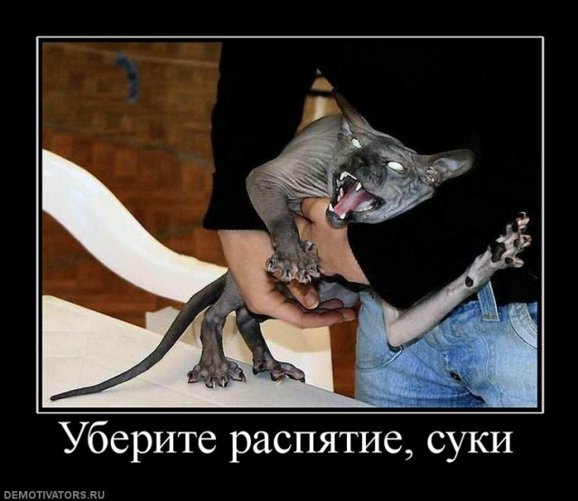 Поиграй с котиком.