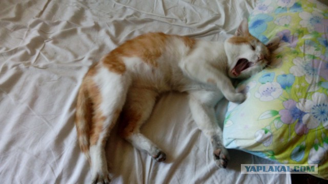 Котовторник 16.01.2018