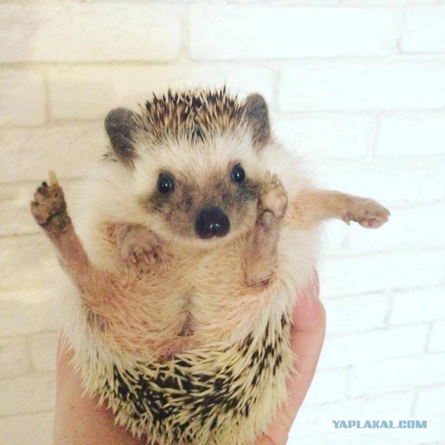 О мате русском, многострадальном