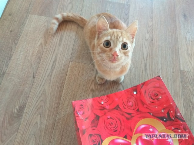 Котовторник 22.05.2018