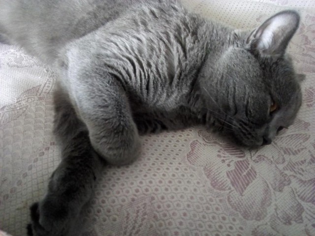 Котовторник 05.06.2018