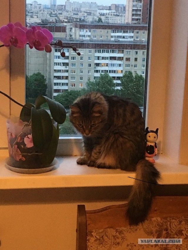 Котовторник 05.06.2018
