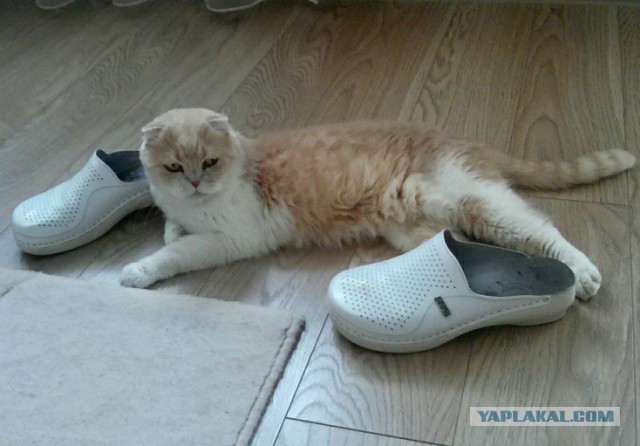 Котовторник 26.06.2018
