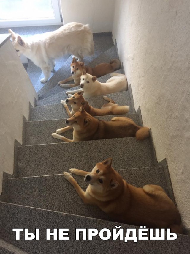 Нестандартный юмор