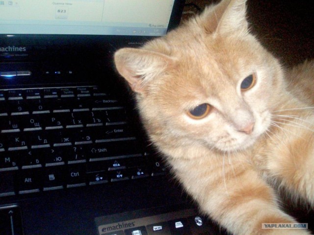 Котовторник 4.01.2011 - первый котовторник года