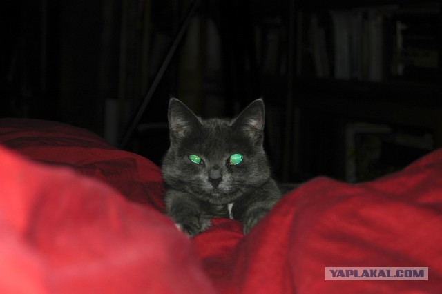 Котовторник (20.11.18)