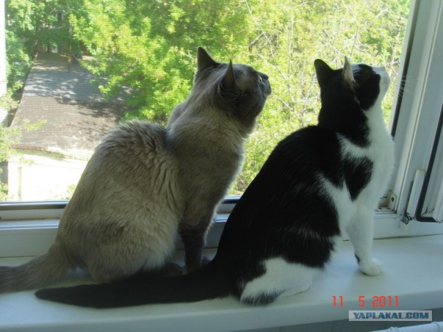 Котовторник так котовторник!