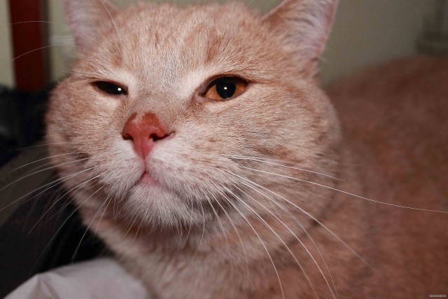 Котовторник (10.01.2012)