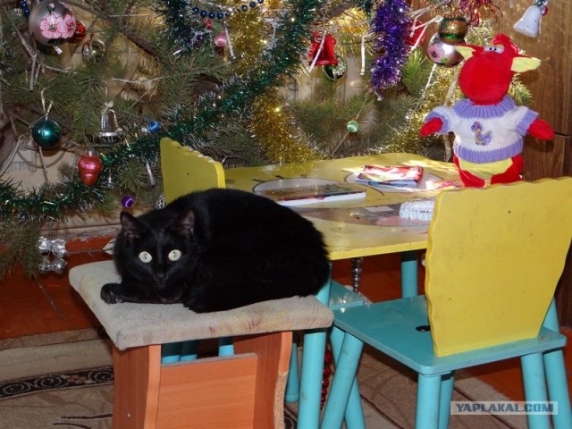 Котовторник (24. 01. 2012 )