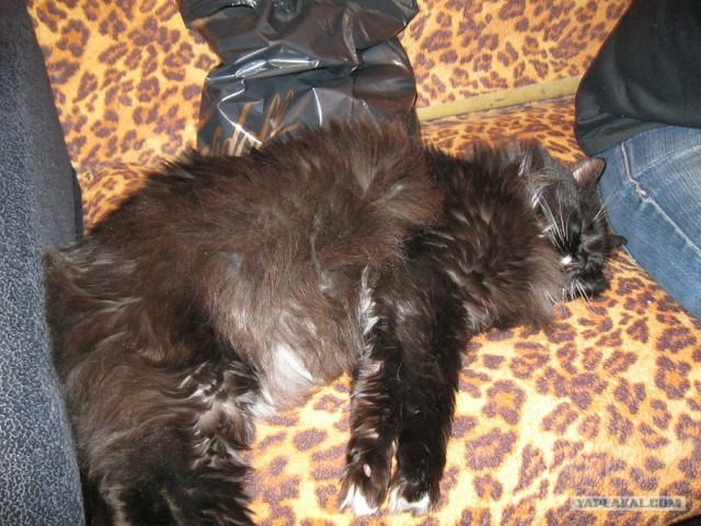Котовторник 22.05.2012