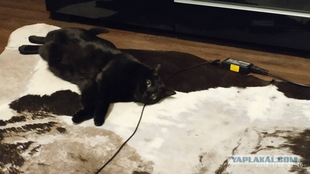 Зимние коты