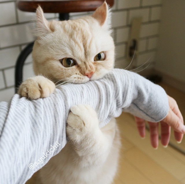 Прикольных котов пост