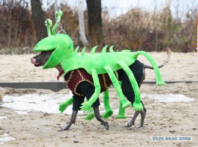 Костюм на Halloween