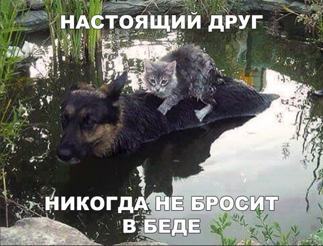 Милые животные. Мимиметр сломался
