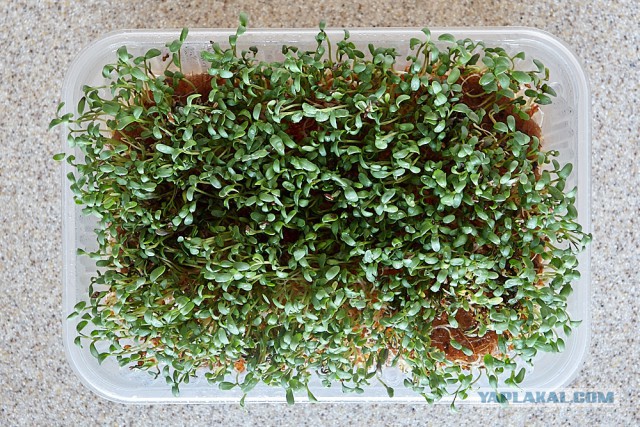 Кулинарная общалка