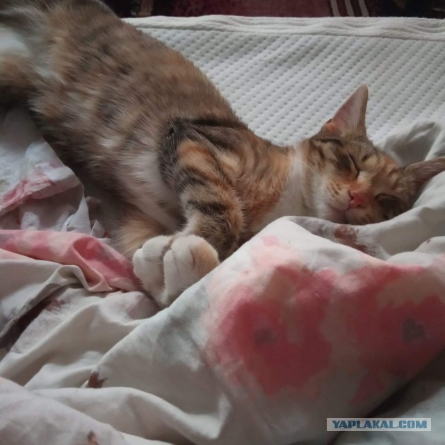 Жестокое нападение ротвейлера на рыжего кота