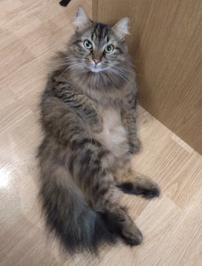 Химические котоэлементы