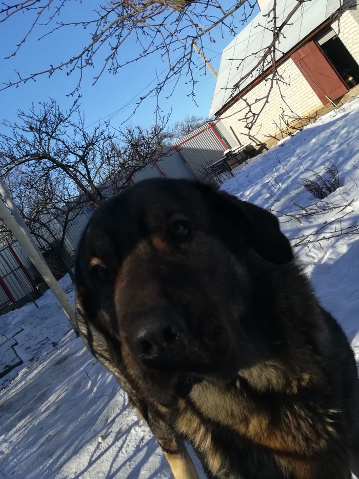 Месяц без собаки