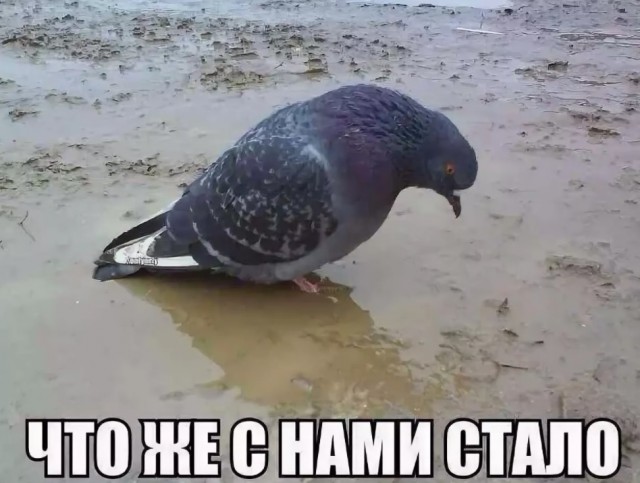 Яплакалъ развлекательный порталъ (? или !)